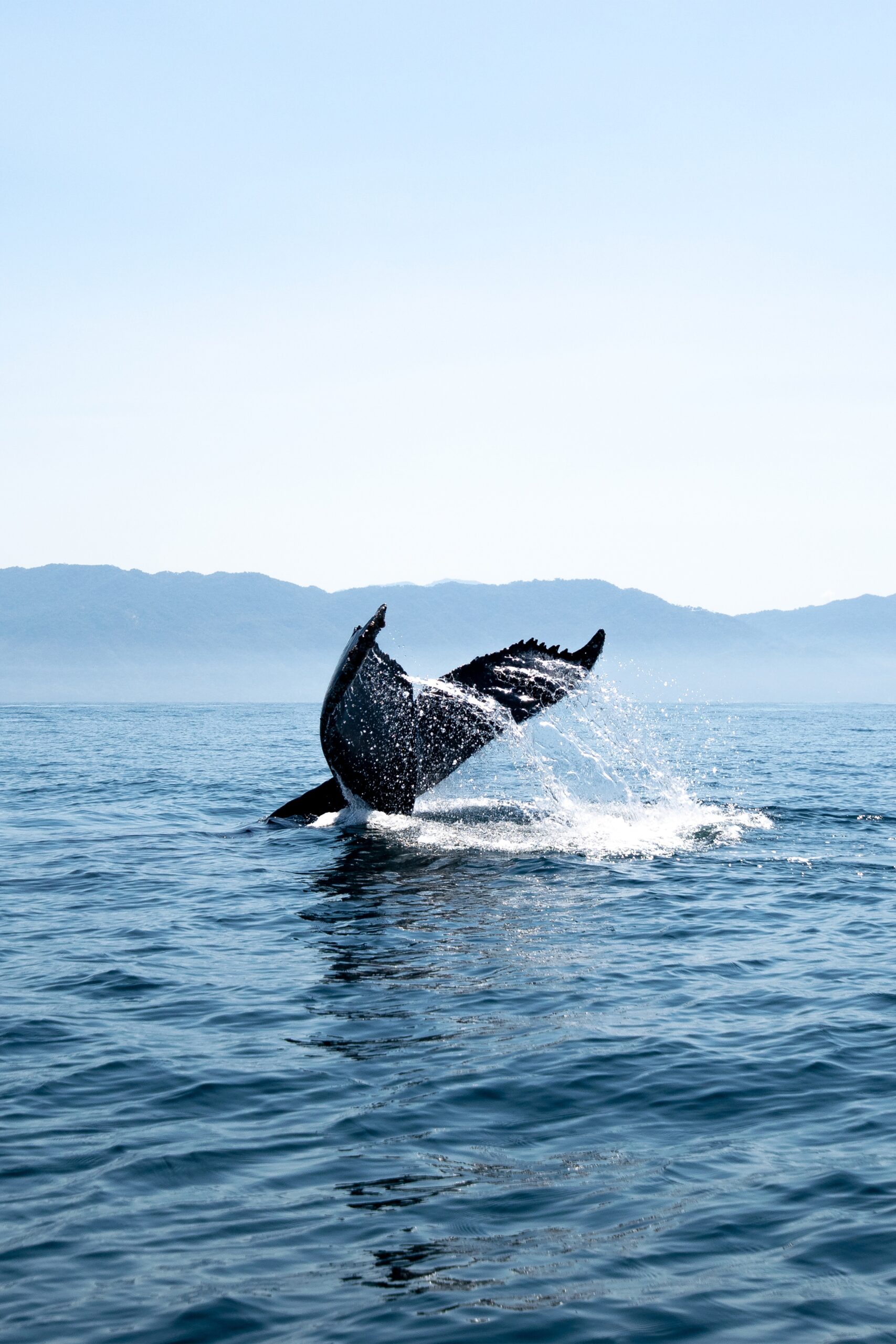 photo of a whale getting into the water