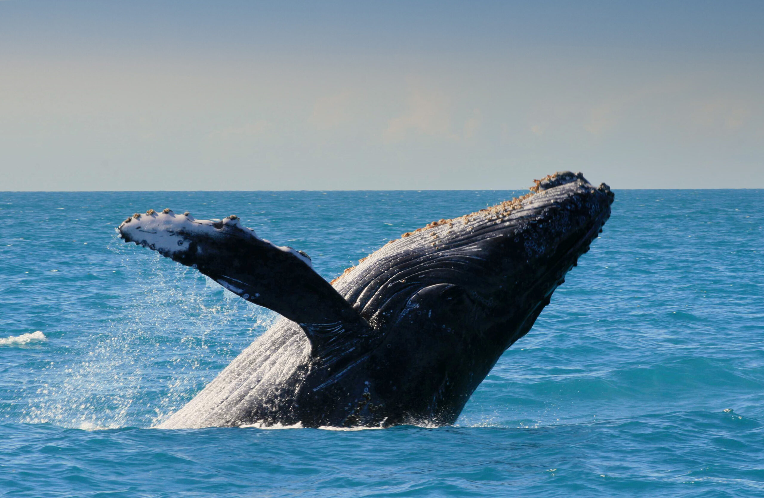 humpback whale in abrolhos